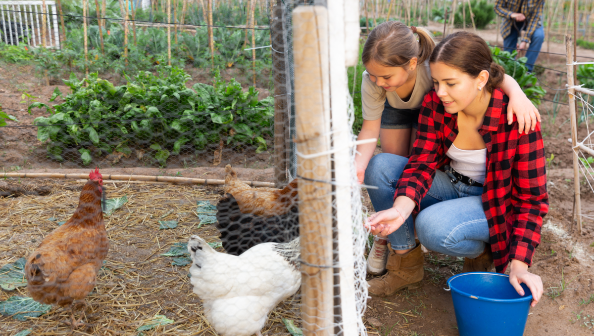 Outbreak numbers related to backyard poultry flocks rising quickly