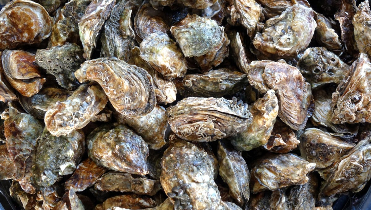 Five Star brand oysters recalled in Canada because of Salmonella
