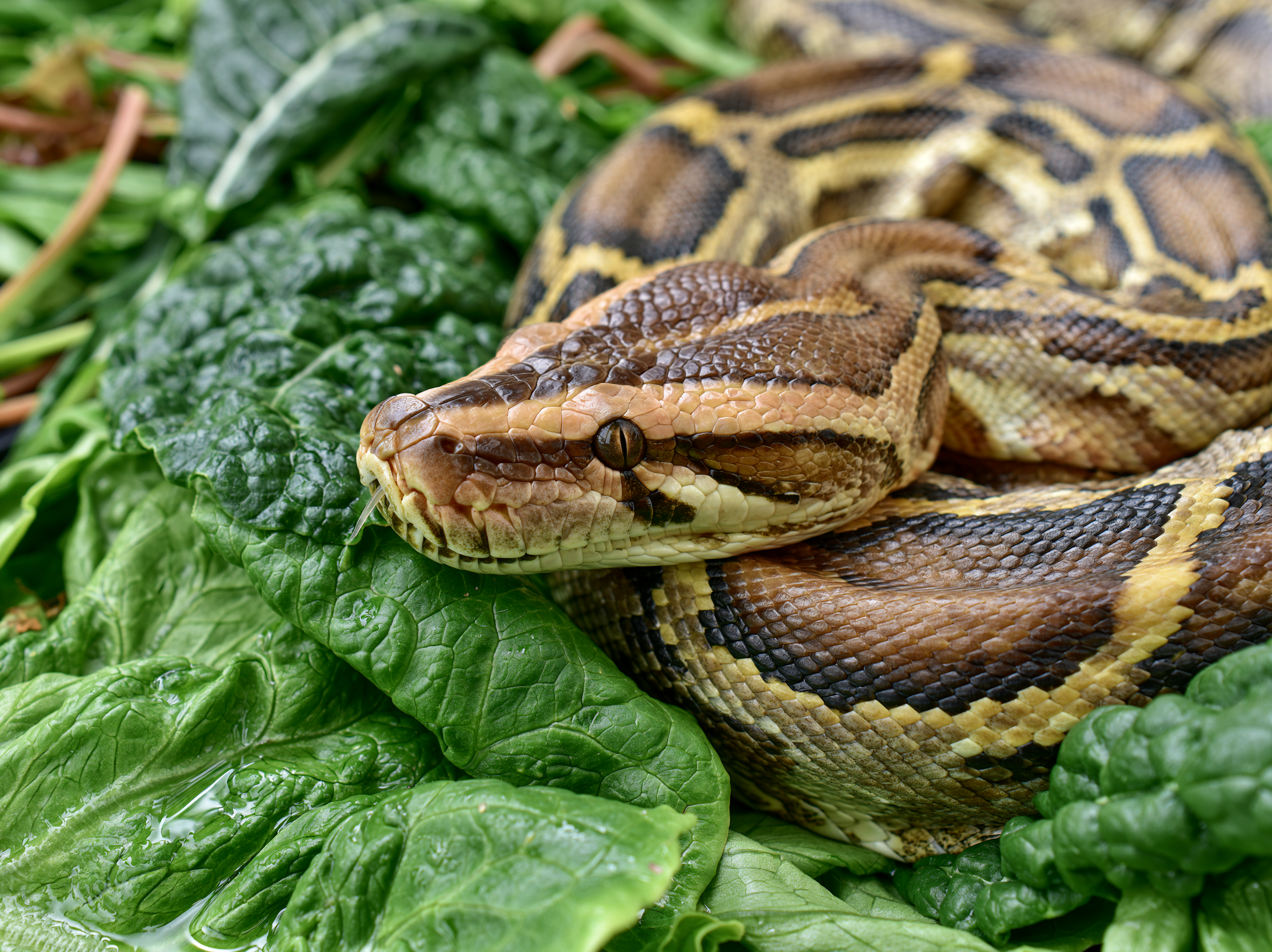 Publisher's Platform: We made the everglades a python buffet -- we’re doing the same thing to the salad bar