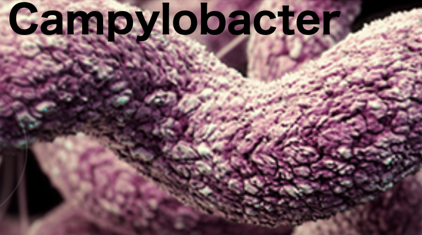Scientists analyze spread of Campylobacter