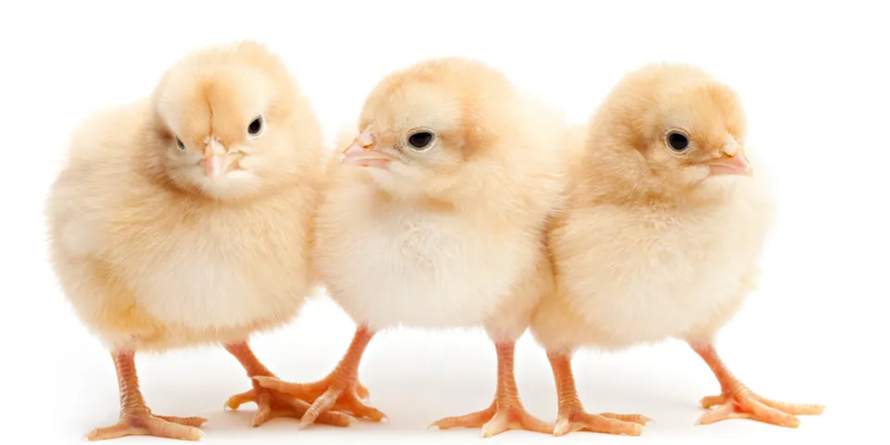 Poultry firm reveals Salmonella contamination cost