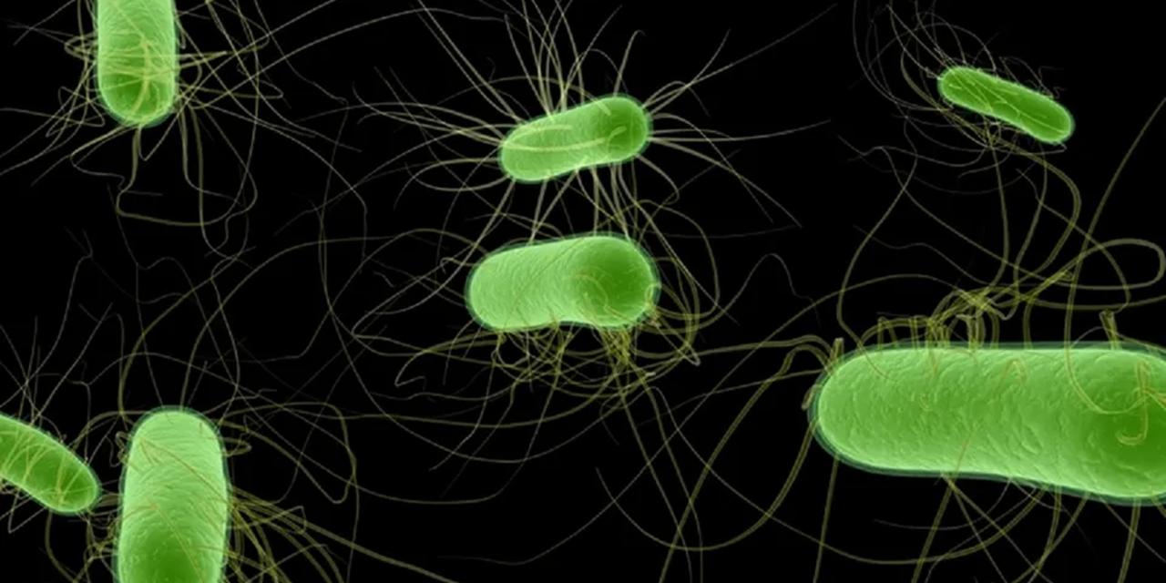 English E. coli infections steady despite fewer outbreaks