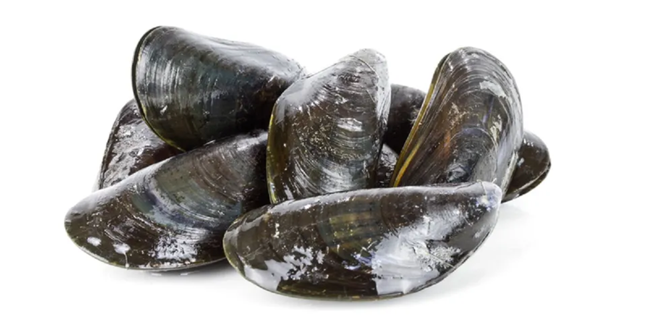 New Zealand shares experience of Vibrio outbreaks