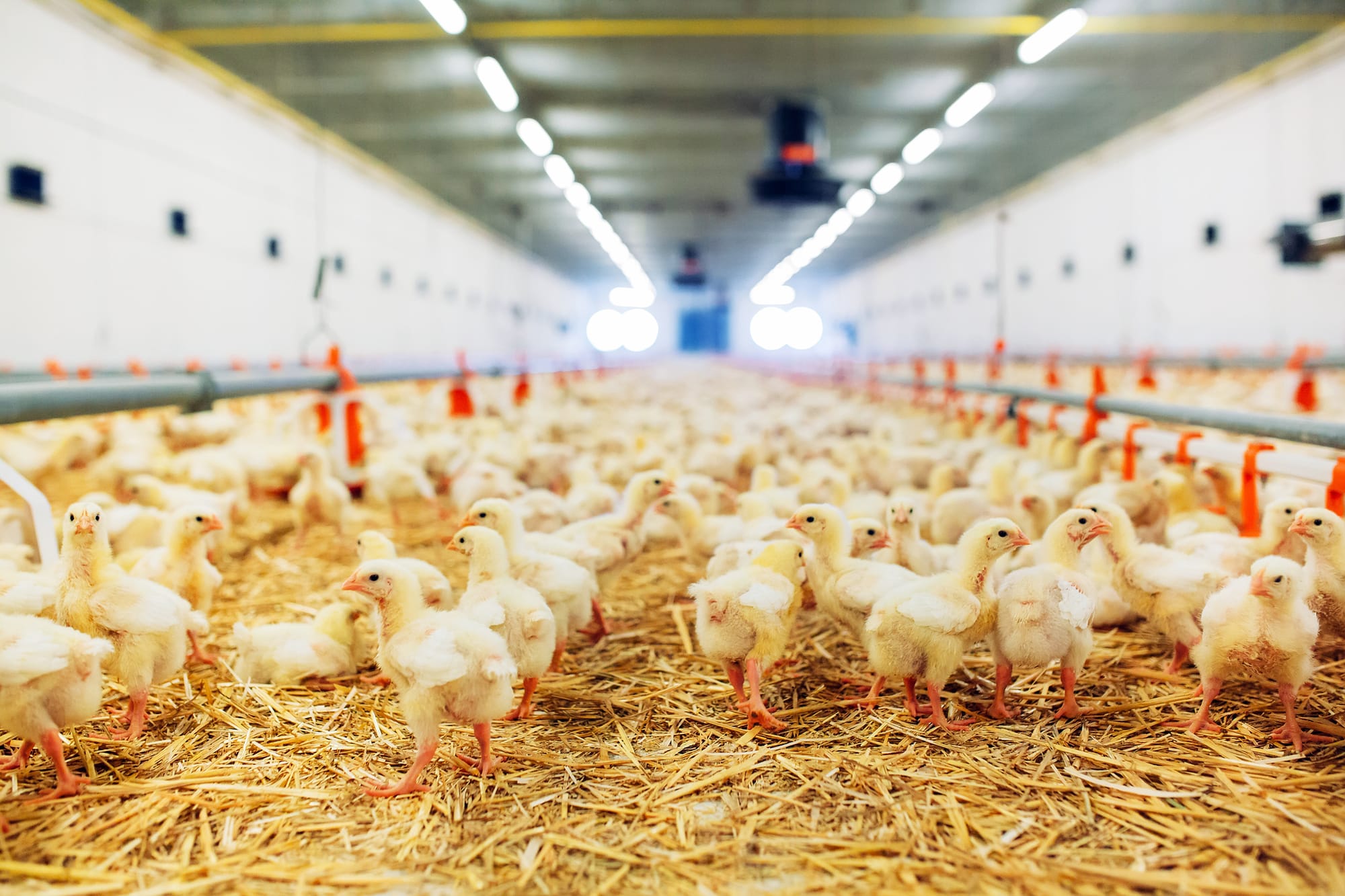 Poultry litter case isn't over yet