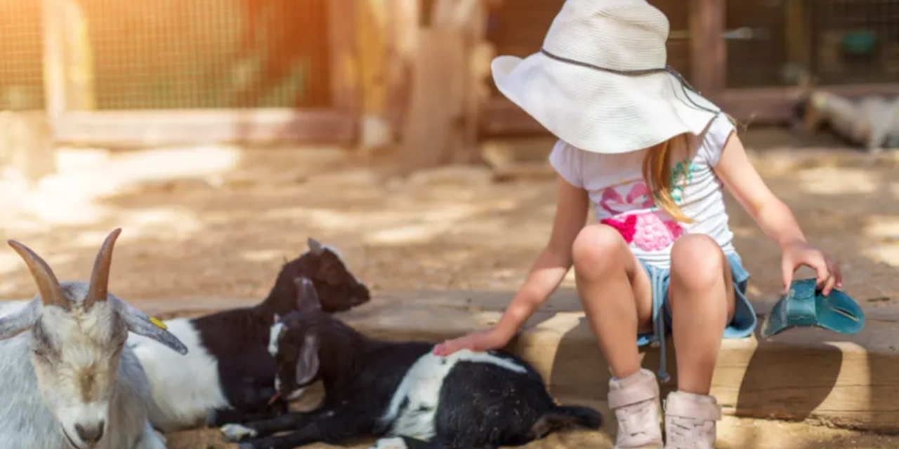 Petting zoo linked to HUS cases reopens