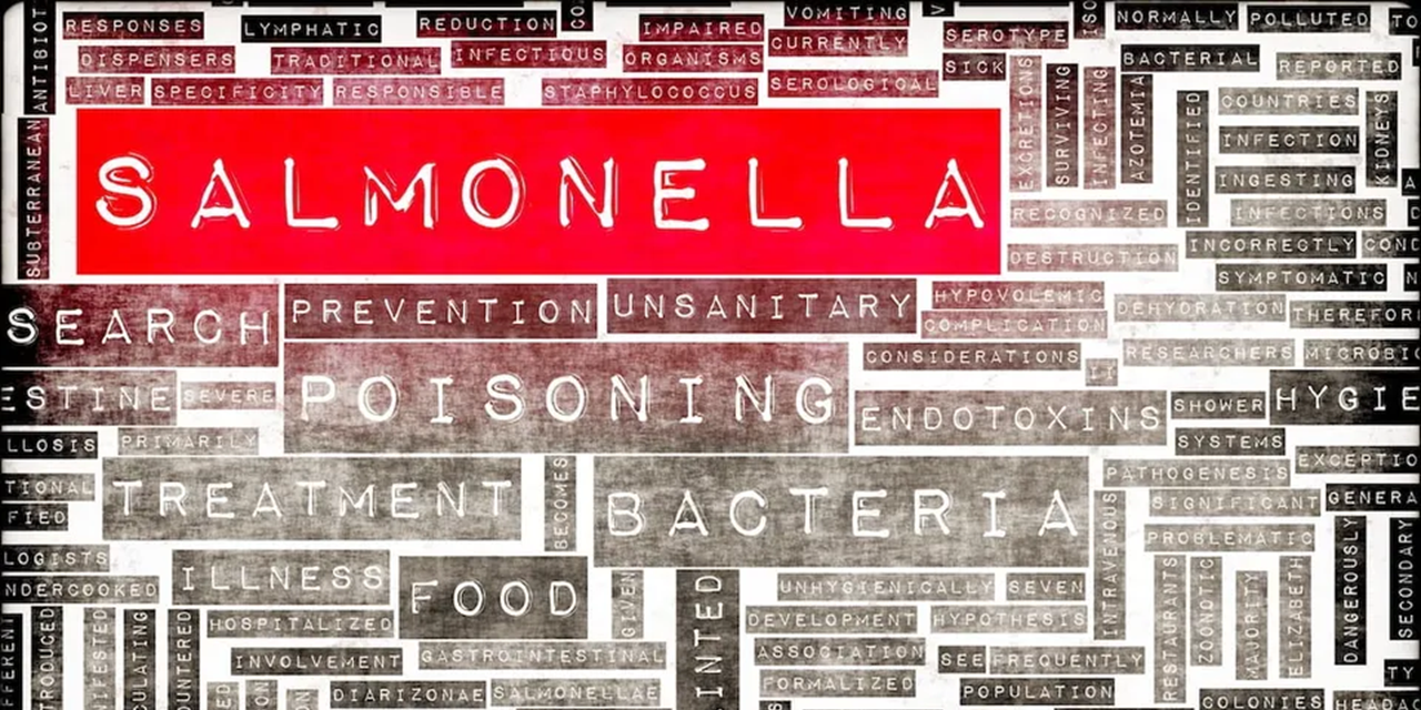 Hundreds sick and two dead in UK Salmonella outbreaks