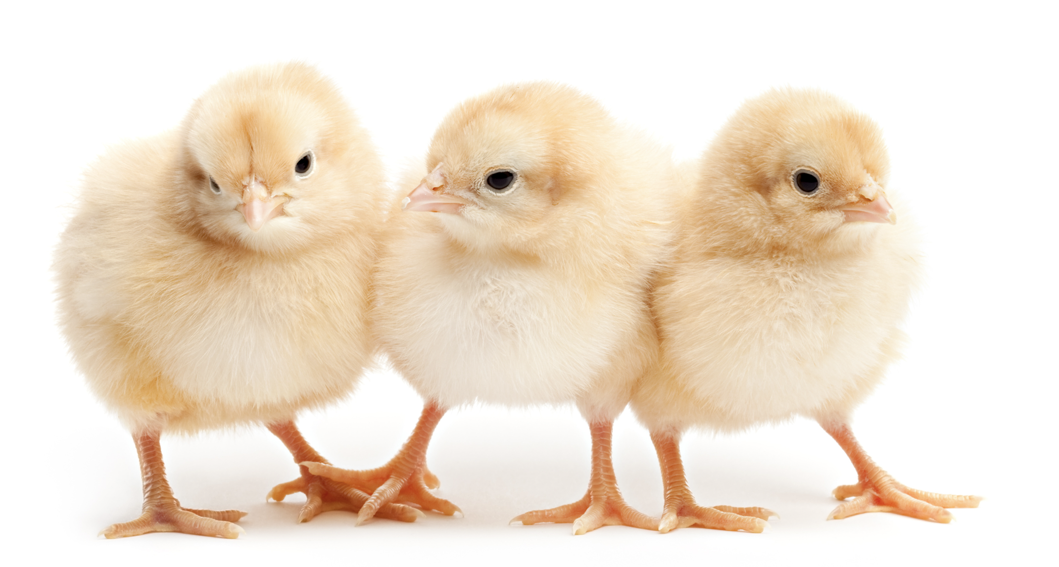 Largest Salmonella outbreak this year traced to backyard flocks