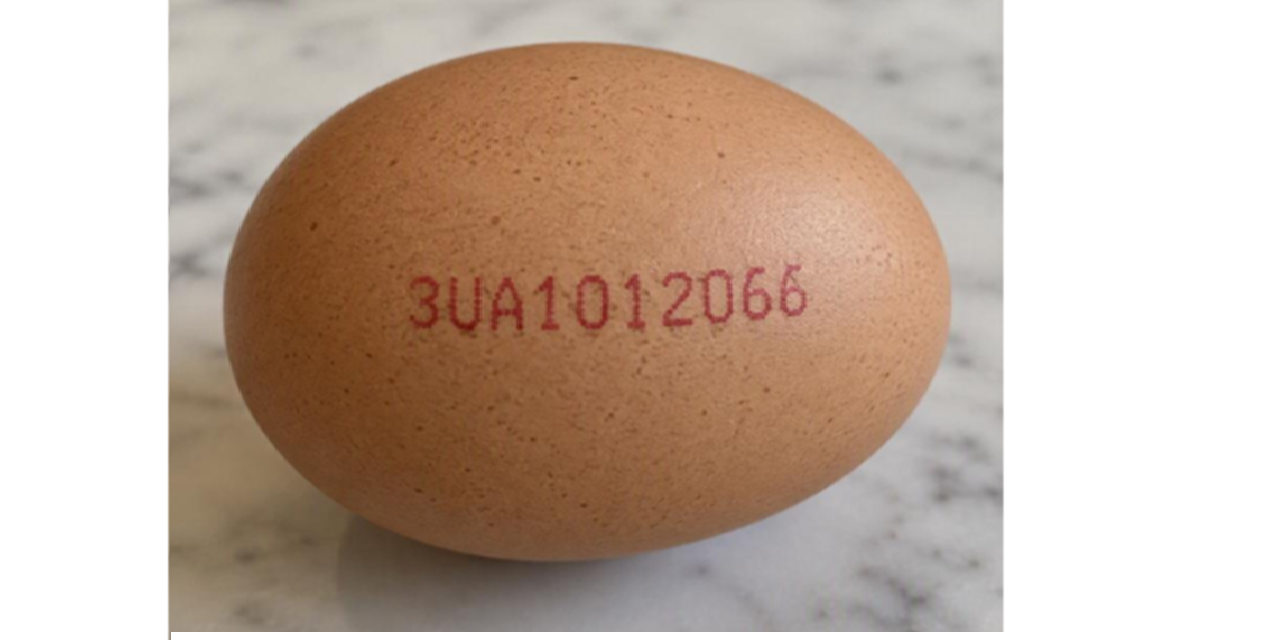 Ukrainian egg firm comments on UK Salmonella link