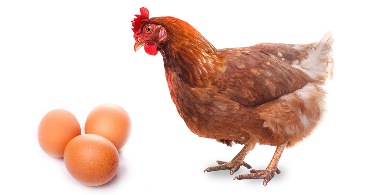 Stricter Dutch rules planned as Salmonella battle continues