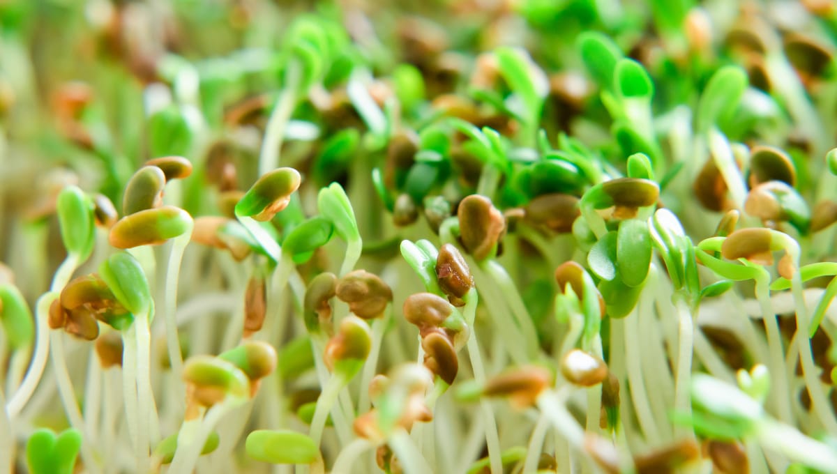 Sprouting seeds recalled because of Salmonella contamination